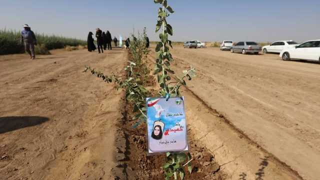 غرس 96 اصله نهال به یاد 96 شهیده استان کرمان