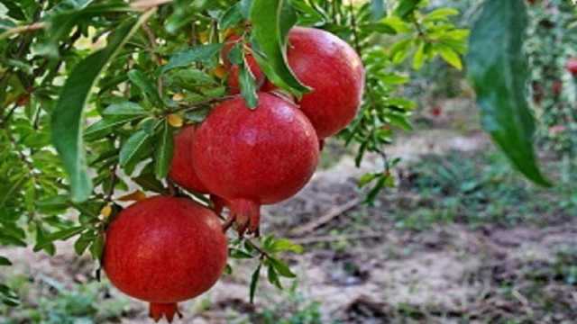 آغاز برداشت انار از باغ‌های استان قم