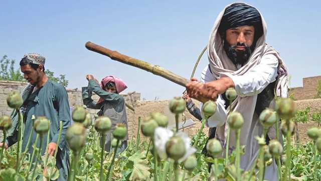 تشدید مبارزه طالبان با مواد مخدر