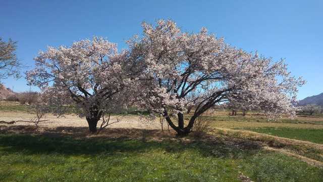 خودنمایی شکوفه‌های بهاری در روستا‌های ده محمد + عکس و فیلم