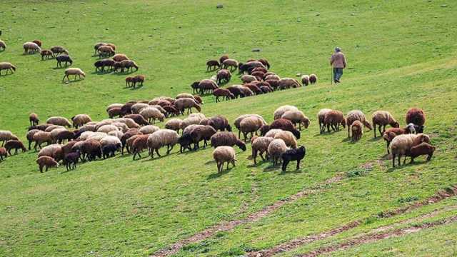 برنامه سه ساله استان یزد برای تولید 100 هزار راس دام