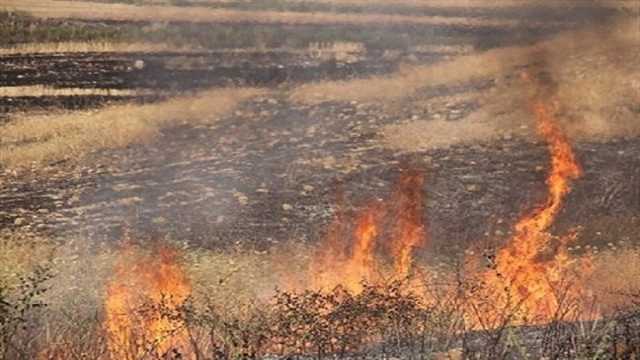 آتش‌سوزی مزارع کشاورزی و مراتع مشجر گیلانغرب