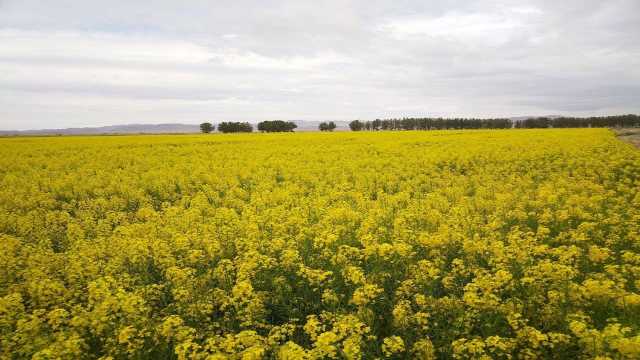 نمایی چشم نواز از شکوفا شدن درختان کلزا در مسیر اتوبان کاشان به قم + فیلم