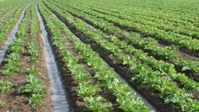 بارندگی سال جاری، زراعت در استان اردبیل را احیا کرد