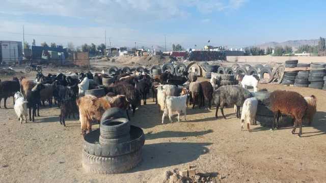 ردپای تخلف زیست محیطی در قلعه صدری قم