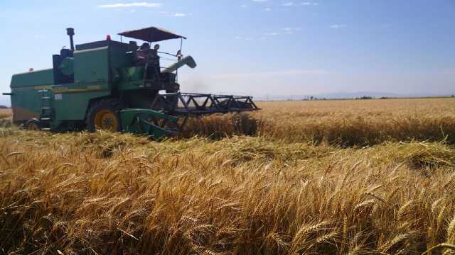 برداشت گندم در بیش از 100 مزارع لرستان
