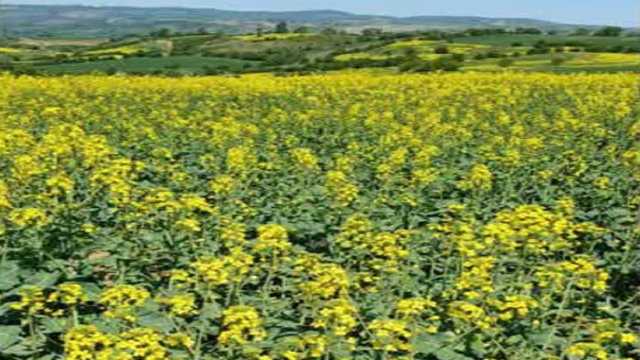 گلدهی مزارع کلزا در منطقه کوهستانی هزارجریب