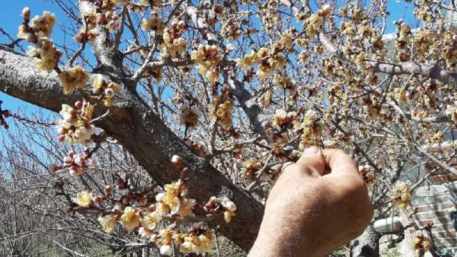 خسارات سرمازدگی در باغات میوه 80 درصد کاهش یافت