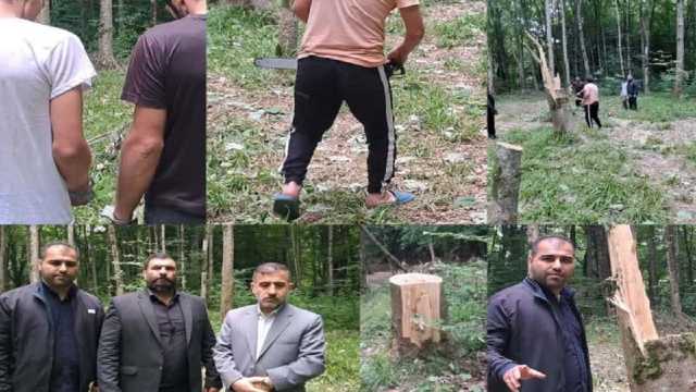 قطع انتقام جویانه درختان در بهشهر