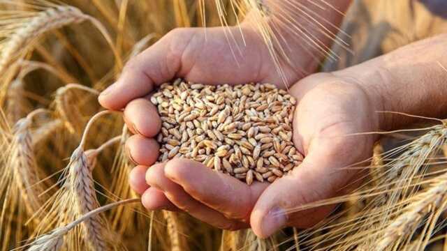 خرید تضمینی 958 هزار تن گندم در خوزستان