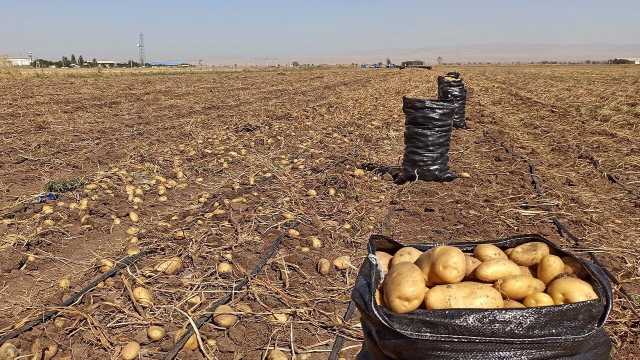 کشت محصولات آب بر بلای جان آب‌های زیرزمینی کرمانشاه شده‌اند