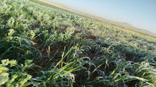 گزارش تصویری از یخ زدگی مزارع گندم در بوئین میاندشت