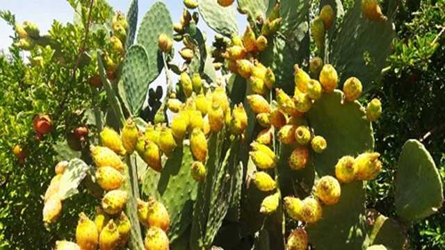 چشم نوازی کاکتوس‌ها از مزارع آران و بیدگل + فیلم