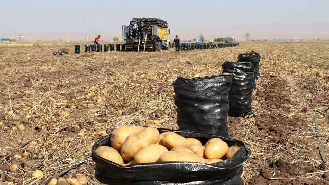 پیش بینی برداشت 850 تا 900 هزار تن سیب زمینی در استان اردبیل