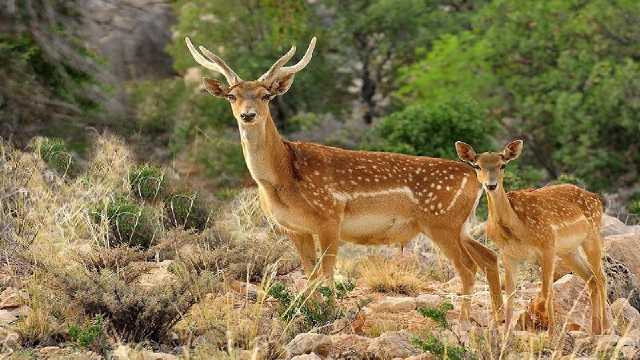 رهاسازی گونه گوزن زرد ایرانی در کشت و صنعت لرستان