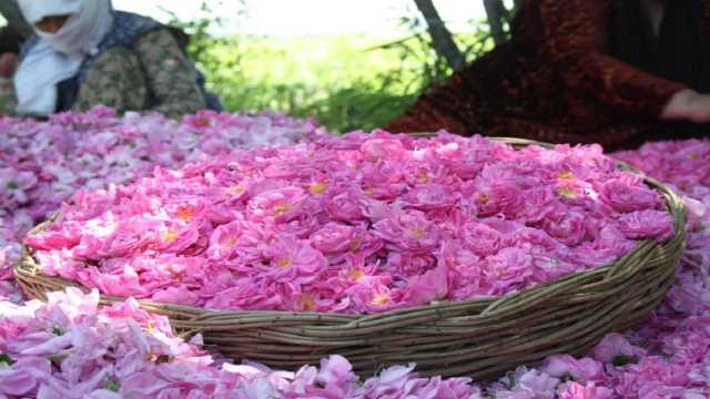 پیش بینی برداشت 130 تن گل‌ محمدی در خوسف