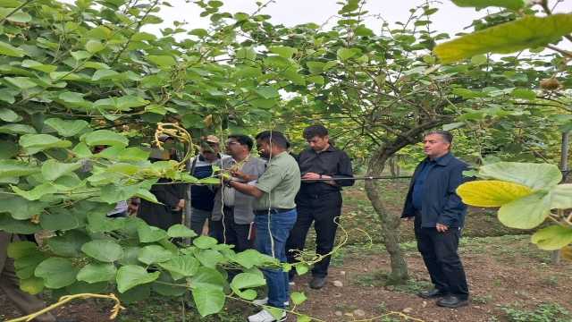 صادرات کیوی گیلان به کشور هند