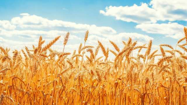 کاهش تولید گندم در لرستان به 300 هزار تن