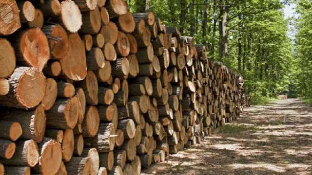 کشف بیش از 4 تن چوب قاچاق در شفت