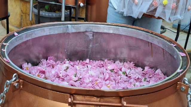 گلاب‌گیری را امسال در البرز از نزدیک ببینید+ فیلم