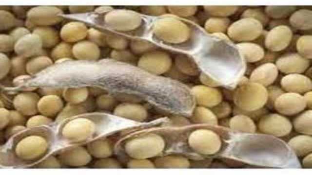 توزیع 18 تن بذر سویا در ساری