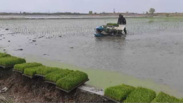 رونق نشا کاری مکانیزه در شالیزار‌های بهشهر