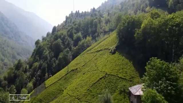 جشنواره برداشت چای در شفت + فیلم