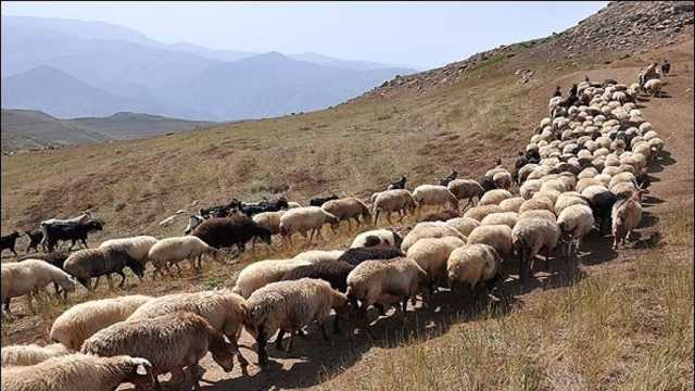 تولید 4 هزار و 100 تن گوشت دام به همت عشایر خراسان جنوبی
