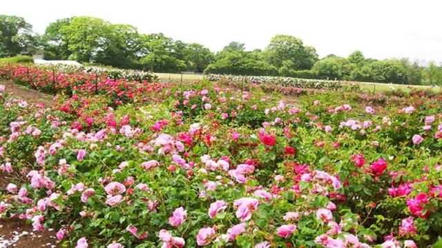 جشنواره‌ای با عطر و بوی گل محمدی در ساری