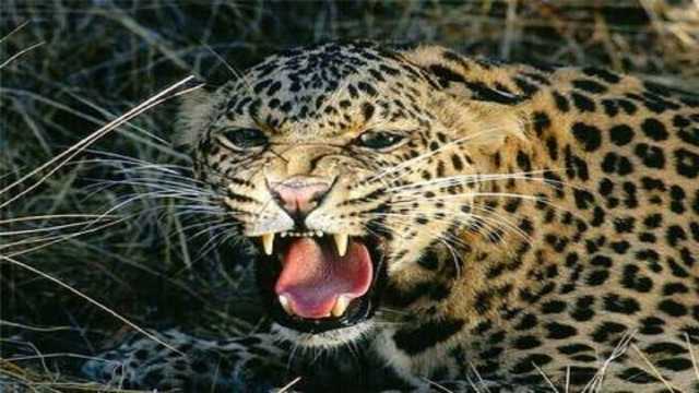 حمله پلنگ به سه راس اسب در سوادکوه