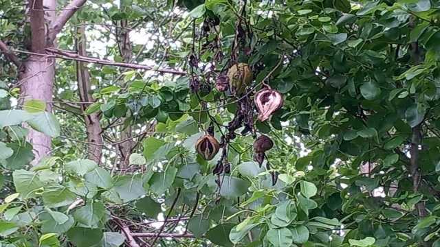 آسیب گیاه آروجیا به اکوسیستم‌های محلی گیلان