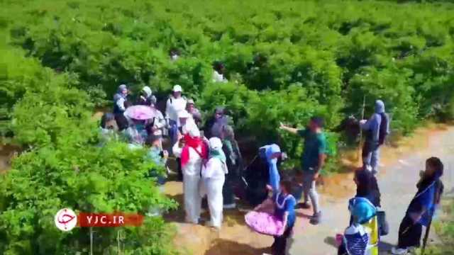برگزاری جشنواره روز ملی گلابگیری در بابل + فیلم