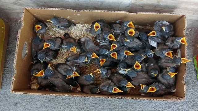 کشف محموله قاچاق 100 قطعه جوجه مینا در شهرستان میاندورود