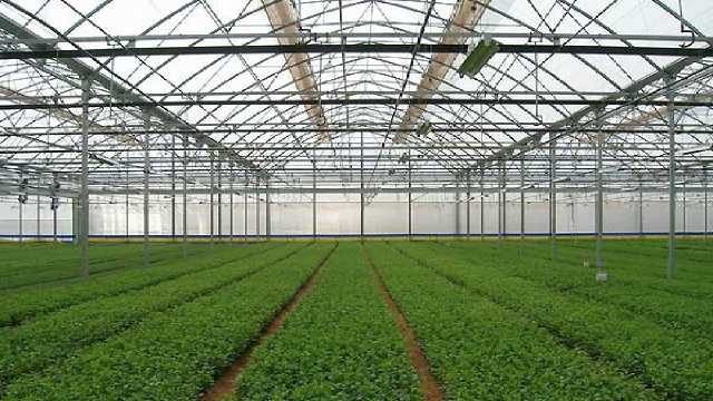 تولیدات گلخانه‌ای در لرستان 16 برابر افزایش می‌یابد