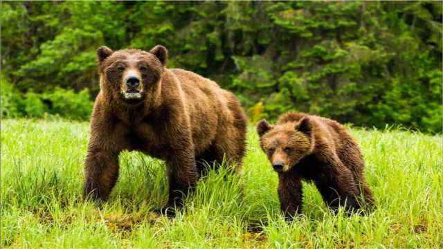 مشاهده یک قلاده خرس قهوه‌ای به همراه دو توله اش در ارتفاعات اشترانکوه لرستان + فیلم