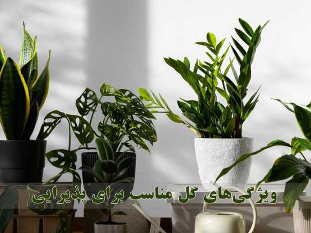 پیام مازند