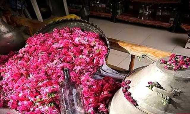 خبر خوش برای فرهنگ دوستان؛ ثبت گلابگیری کاشان در تقویم رویدادهای گردشگری