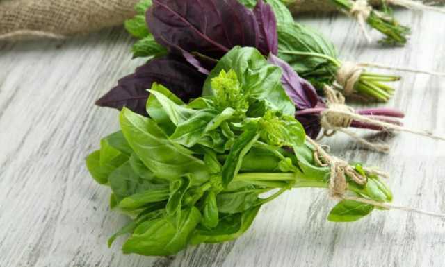 ضد تهوع و استفراغ؛ مزایای بی شمار سبزی ریحان