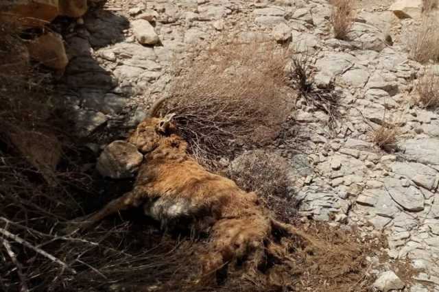 موردی از بیماری طاعون نشخوارکنندگان کوچک در کردستان مشاهده نشده است