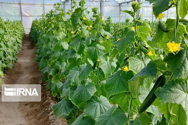 گلخانه سبزی و صیفی در روستای «امیرآباد» تویسرکان به بهره برداری رسید