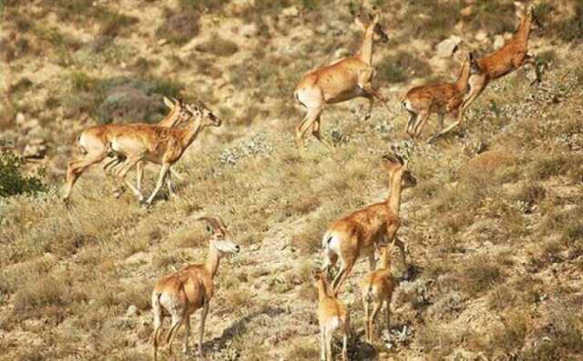 بازدید سرزده بازرسان از پارک ملی بمو در نوروز