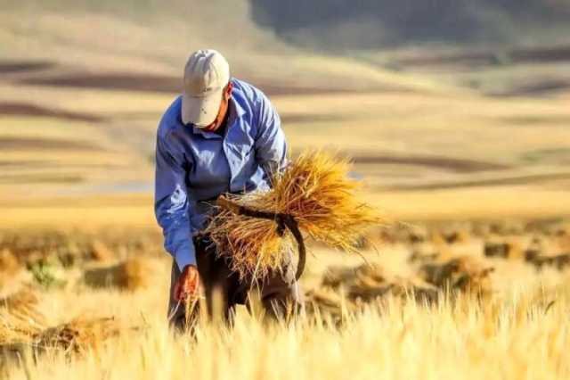 خرید تضمینی گندم در خوزستان از مرز یک میلیون و 205 هزار تن گذشت