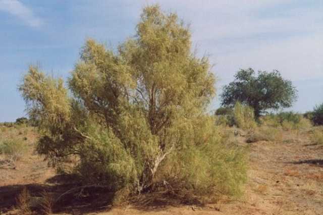 اجرای عملیات بیابان‌زدایی در 60 هزار هکتار کانون ریزگرد خوزستان