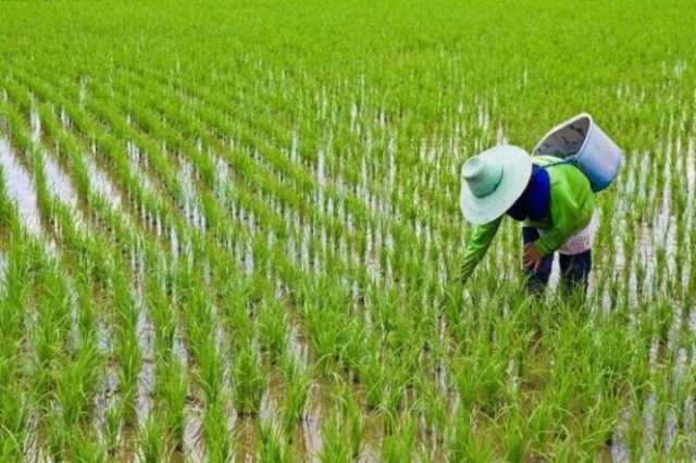 نشاء برنج برای مدیریت منابع آبی استان سرعت گیرد