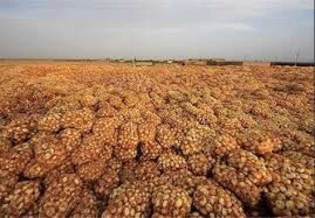 دپوی هزاران تُن پیاز در دمای 45 درجه جنوب کرمان