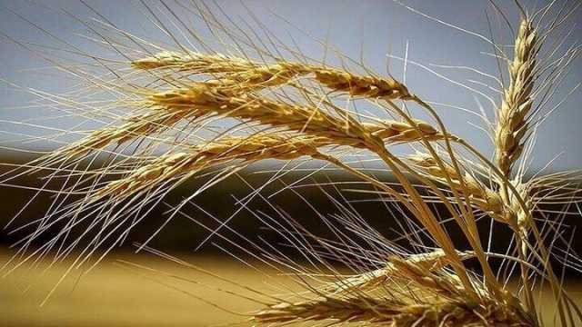 پیش بینی کاهش 40 درصدی تولید گندم در لرستان