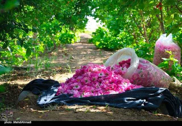برداشت گل محمدی در بهشهر
