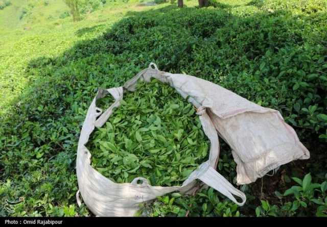 رئیس سازمان چای: 25 هزار تن برگ سبز چای خریداری شد