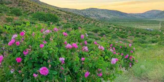 اصلاح الگوی کشت و کاشت محصولات کم‌آب‌بر در همدان