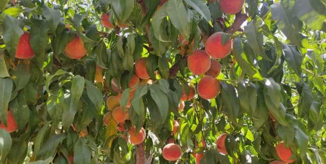 برداشت ۴۵ تن هلو در هکتار در باغات نمونه لرستان